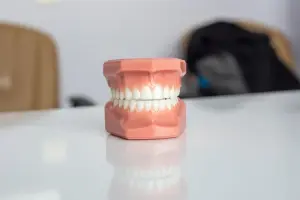 Scale model of teeth sitting on table